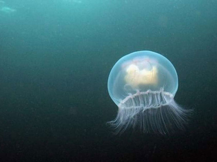 Безобидная на вид медуза