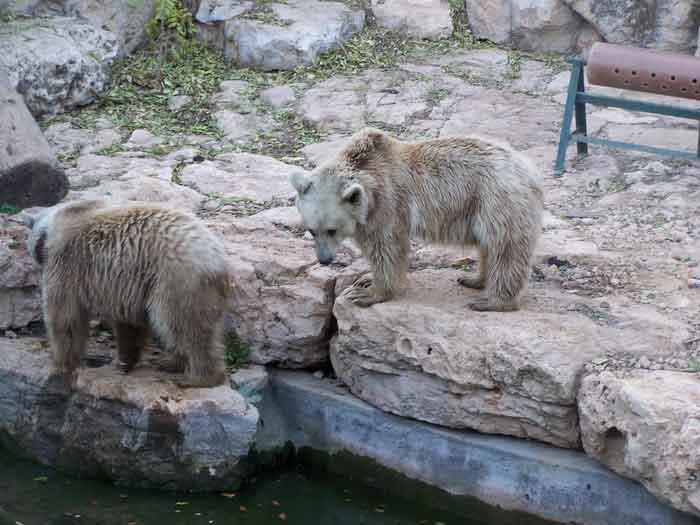 Бурые медведи в зоопарке