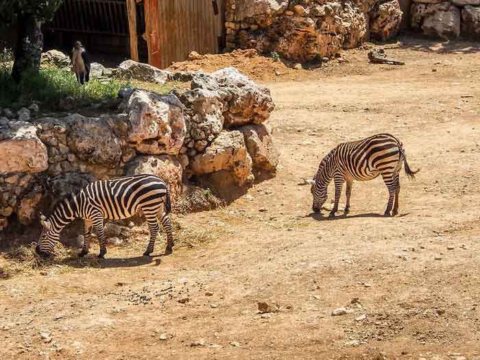 Зебры в зоопарке
