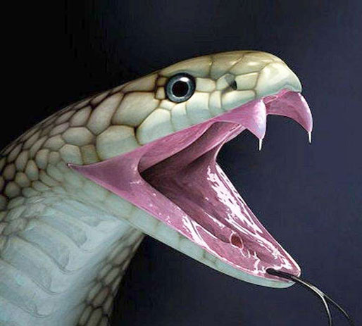Королевская кобра с открытой пастью