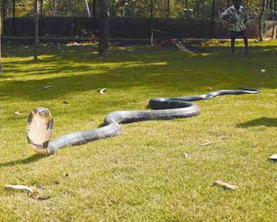 Королевская кобра ползёт по траве