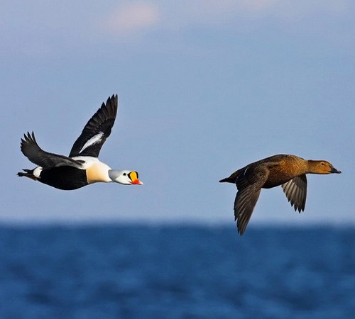 Самец и самка летят