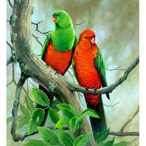 Самка и самец королевского попугая - внешний вид