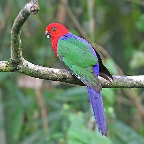 Амбоинский королевский попугай - внешний вид