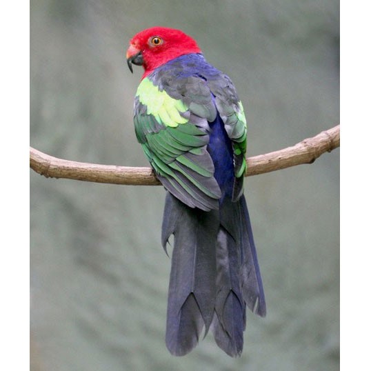 Желтоплечий королевский попугай - внешний вид