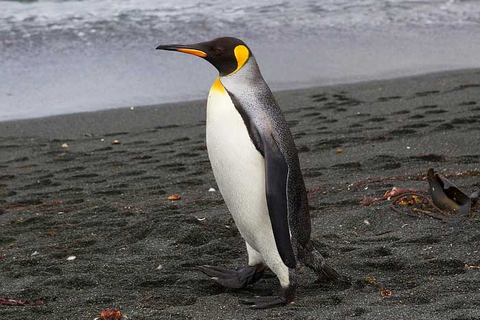 Королевский пингвин - внешний вид