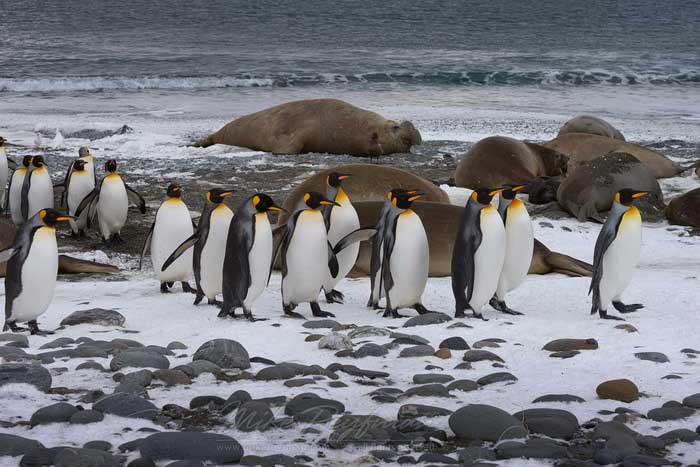Королевские пингвины на берегу