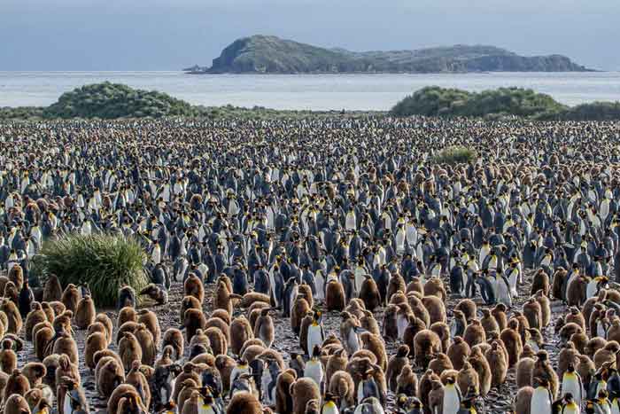Колония королевских пингвинов