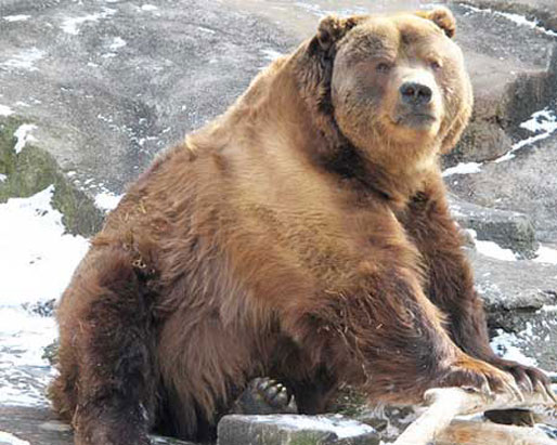 Медведь кадьяк сидит