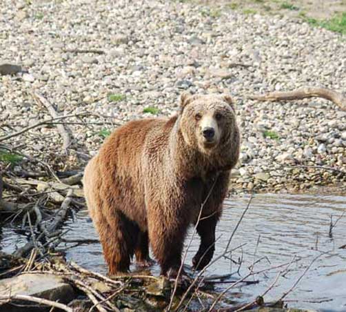 Медведь кадьяк стоит в воде