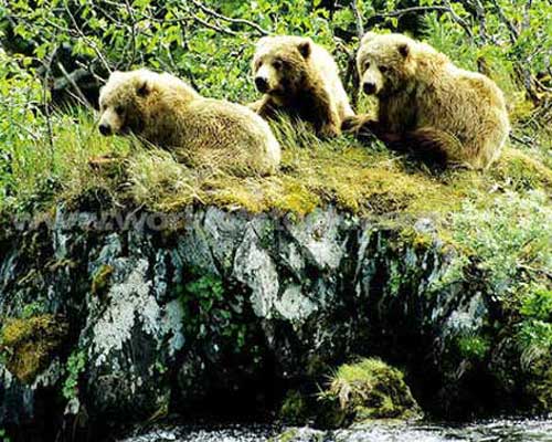 Три медвежонка