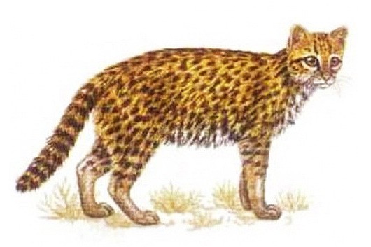 Чилийская кошка - внешний вид