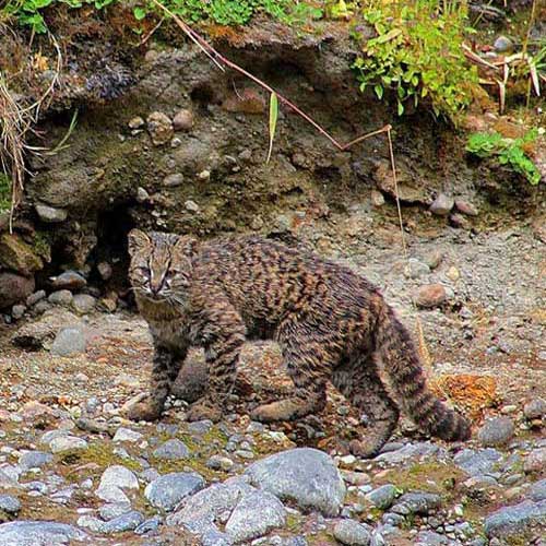 Чилийская кошка на камнях