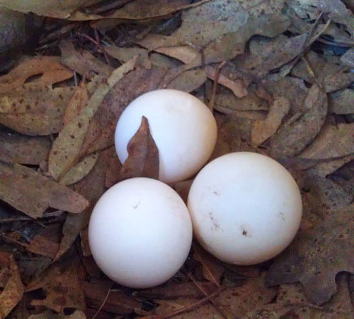 Яйца кукабары