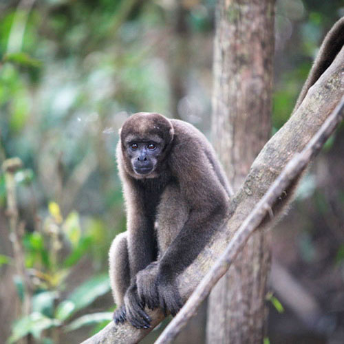 Бурая шерстистая обезьяна сидит на дереве