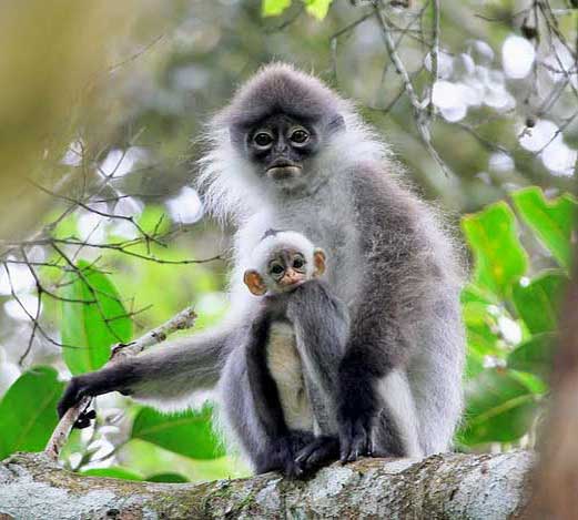 Самка с детёнышем сидят на дереве