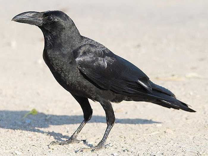 Большеклювая ворона - внешний вид