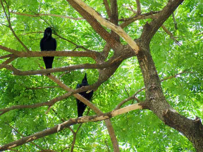 Большеклювые вороны на дереве