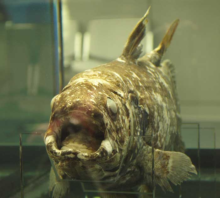 Рыба латимерия в музее