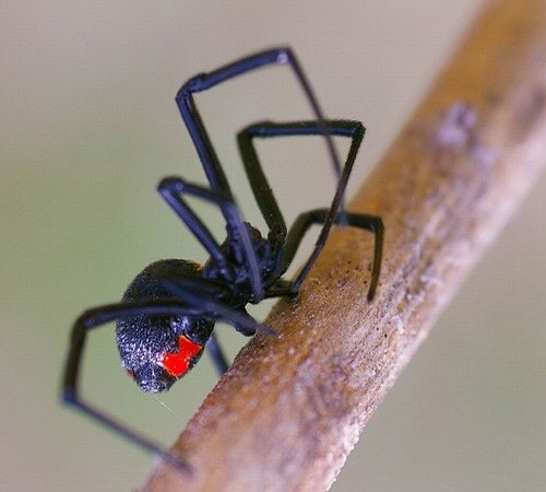 паук чёрная вдова - внешний вид
