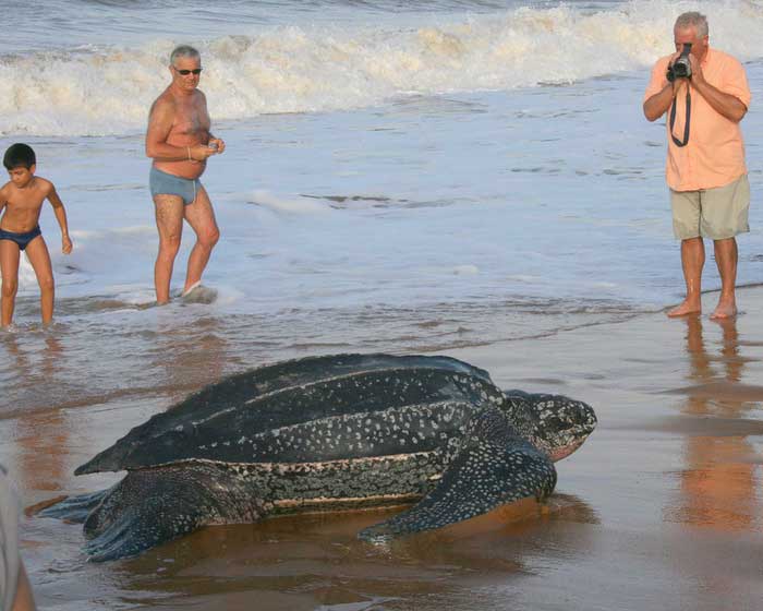 Кожистая черепаха на берегу