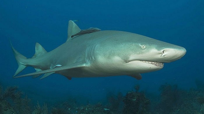 Лимонная акула, описание, фото