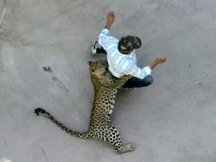 Леопард напал на человека