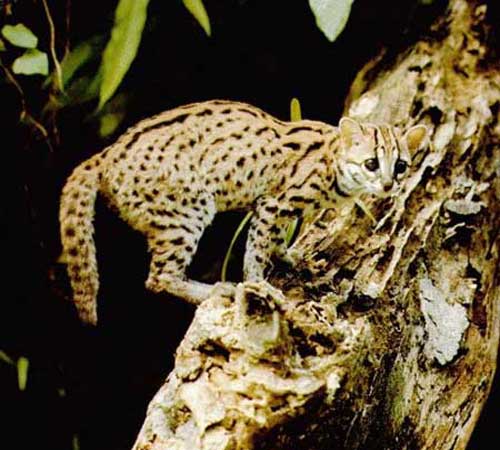 Леопардовый кот в лесу
