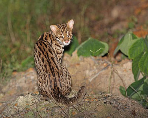 Леопардовый кот сиди спиной вперёд