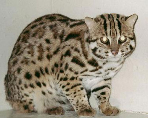 Леопардовый кот сидит на полу у стены