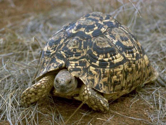 Леопардовая черепаха на траве