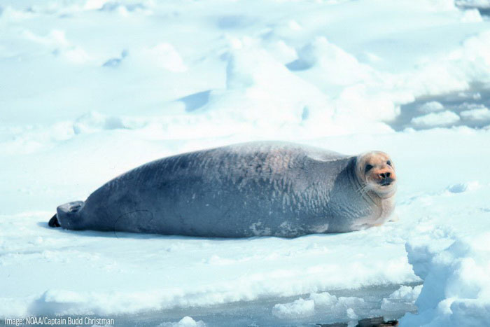 Морской заяц на льду Арктики