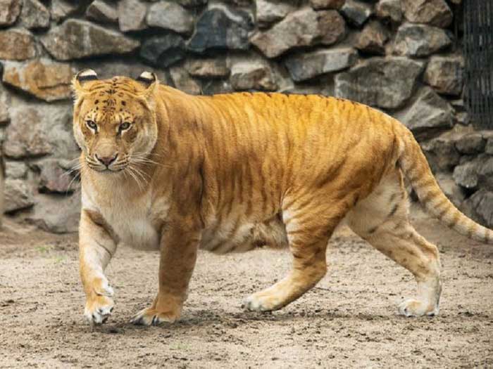 Лигр – самая большая кошка в мире, описание, фото