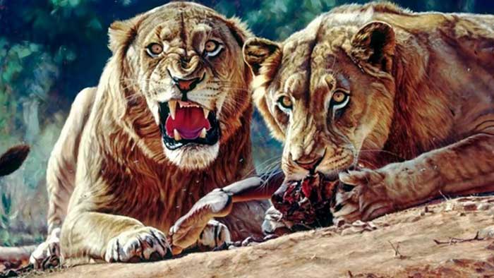 Два льва едят