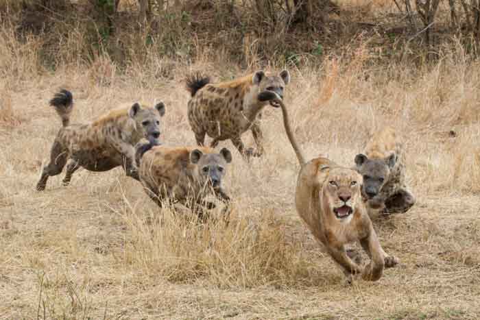 Львица убегает от гиен