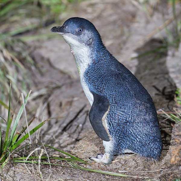 Малый пингвин, описание, фото