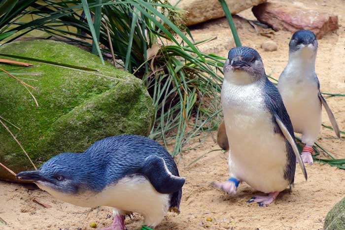 Три малых пингвина
