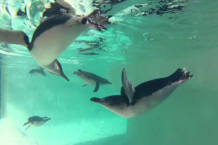 Малые пингвины под водой