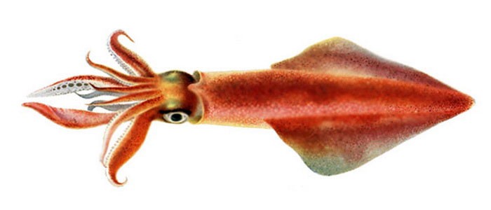 Обыкновенный кальмар, описание, фото