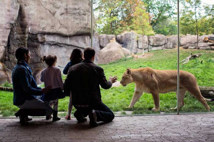 Посетители рядом со львицей