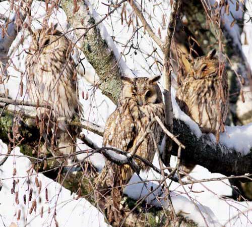 Ушастые совы зимой