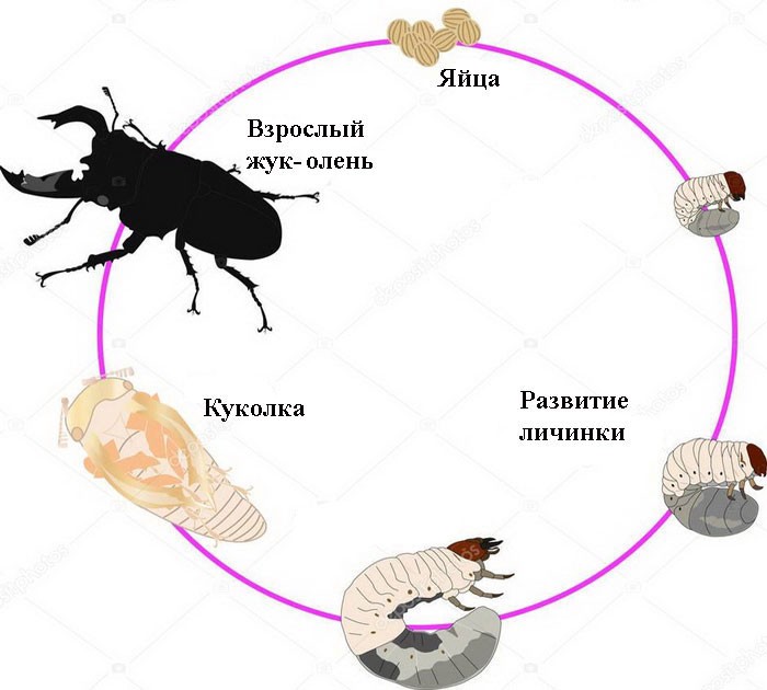 Жизненный цикл жука-оленя