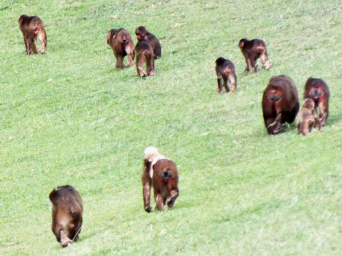 Группа медвежьих макак уходит