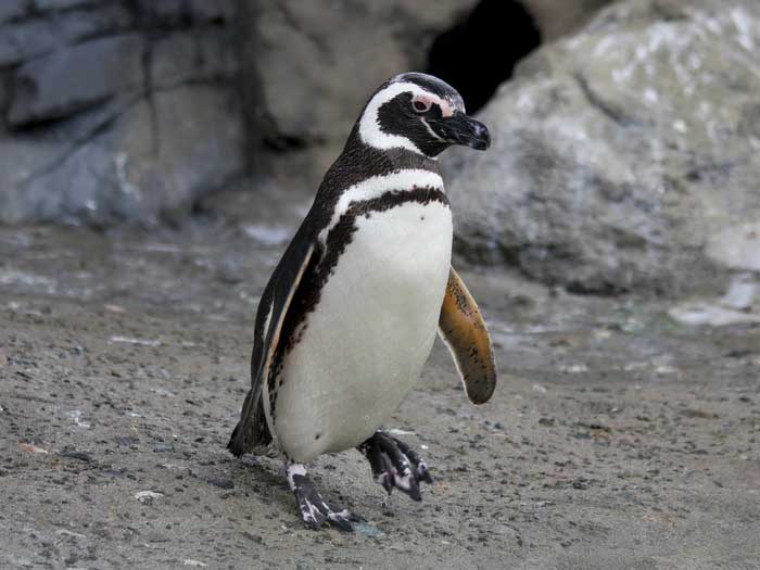Магелланов пингвин - внешний вид