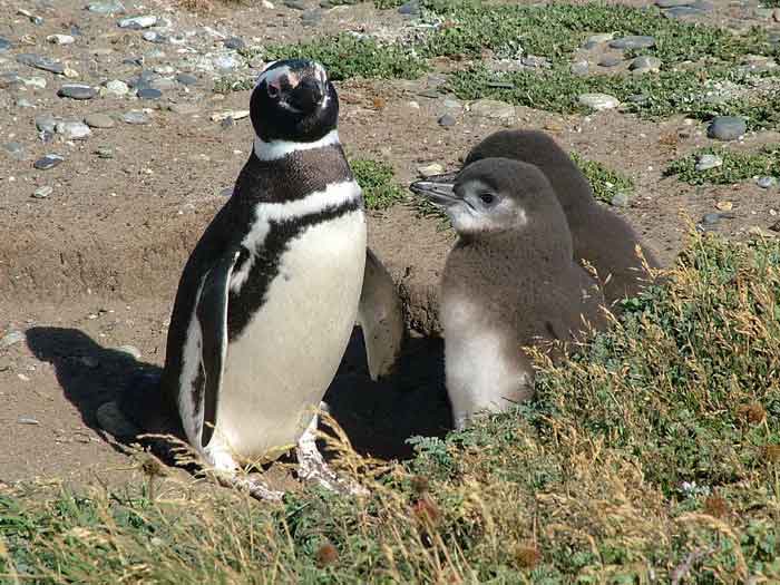 Молодые и зрелый магеллановы пингвины