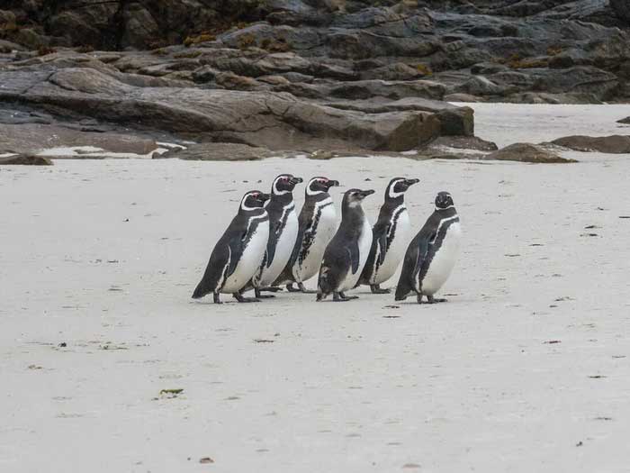 Магеллановы пингвины идут к морю