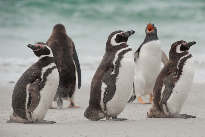 Три магелланова пингвина на переднем плане