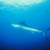 Свиноглазая серая акула, описание, фото