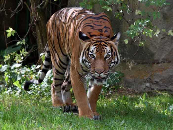 Малайский тигр - внешний вид