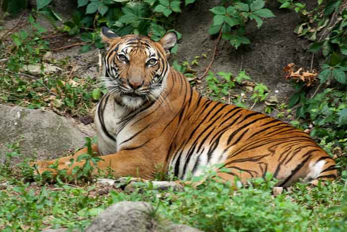 Малайский тигр лежит